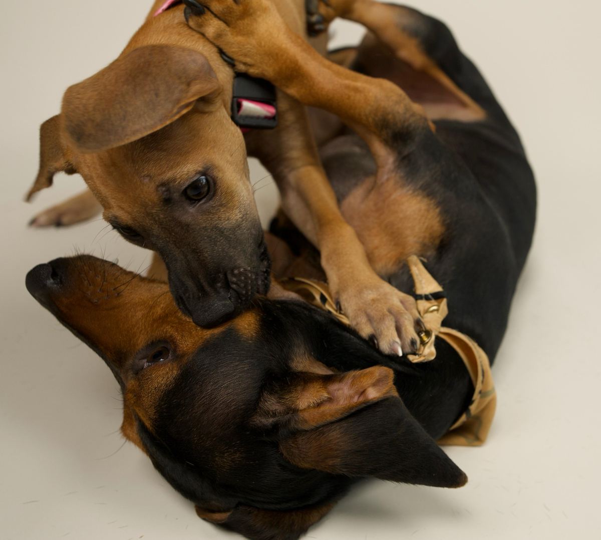 Two house dogs playing